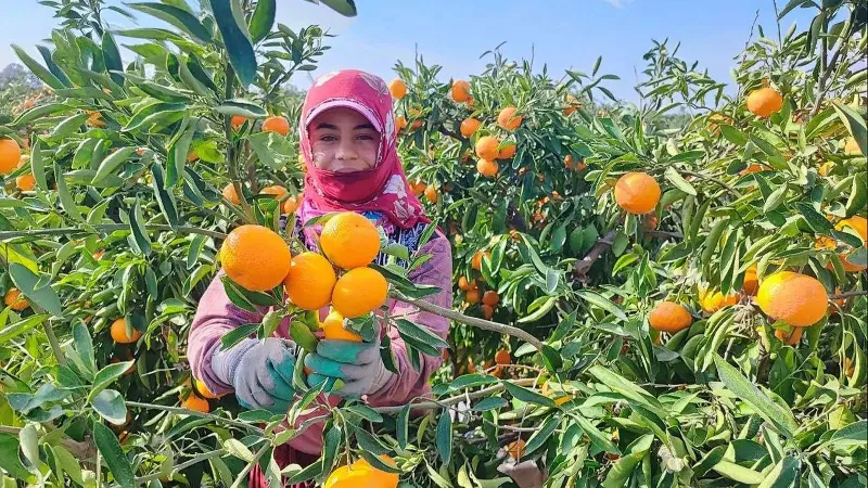 Adanalı çiftçiye grev darbesi! Milli servet dalında çürüdü