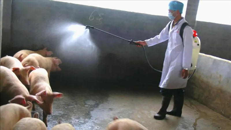 Güney Kore yılın 6. Afrika domuz vebası vakasının ardından kırmızı alarm ilan etti