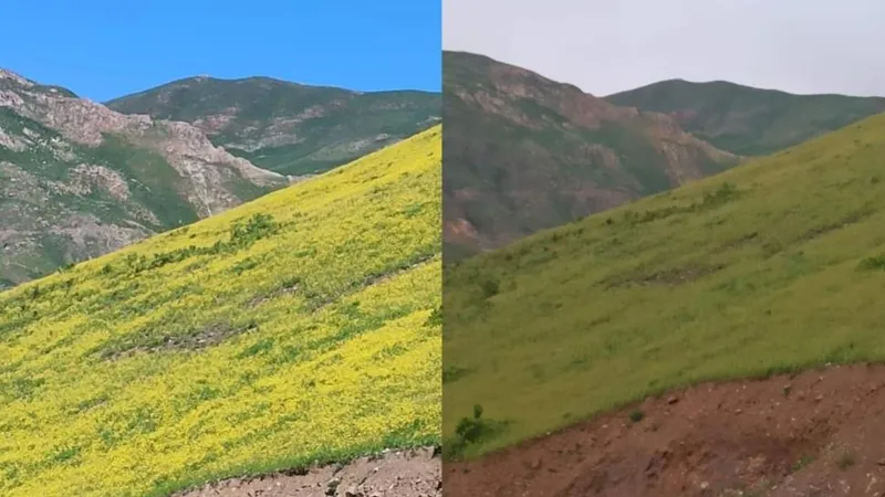 Hakkari'de Gizemli Çiçekler! Güneşle Açıp Kayboluyor