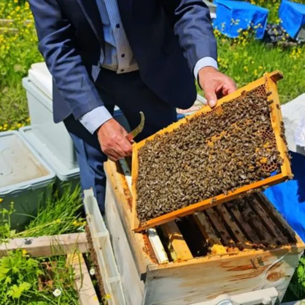Artvin'de arılara zirai don zararı