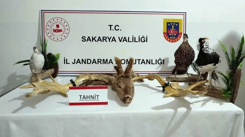 Sakarya'da Hayvanat Bahçesi Gibi Ev! Jandarma Baskını Şoke Etti