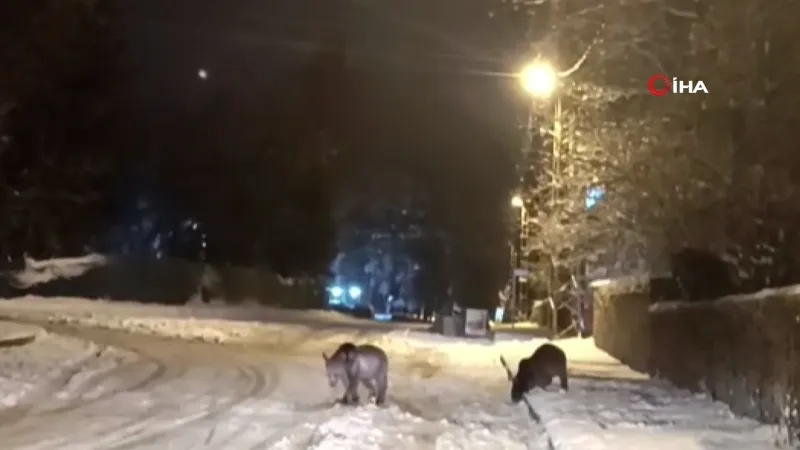 Kars'ta Ayılar Uyandı! Şehirde Yiyecek Savaşı Başladı