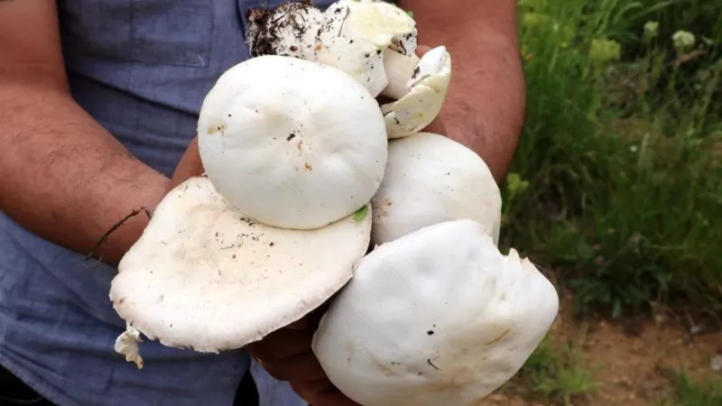 Erzincan'da 2 Bin Rakımda Mantar Avı! Bu Lezzete Değer Mi?