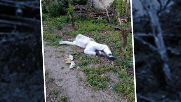 Arı Soktu! Adanalı Arıcı Serçe Parmağından Hayatını Kaybetti
