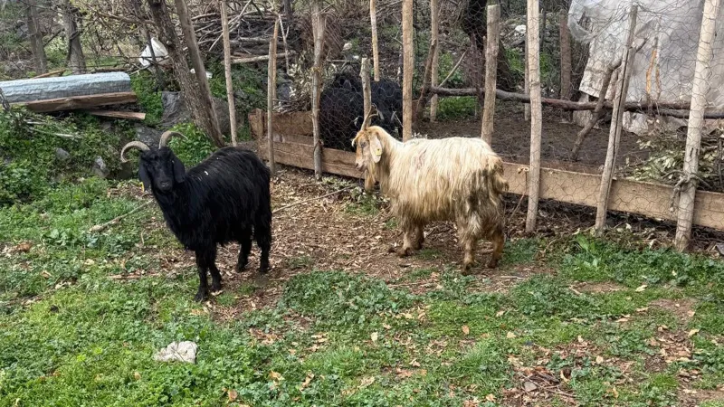Şırnak'ta Köpek Katliamı! 18 Keçi Can Verdi