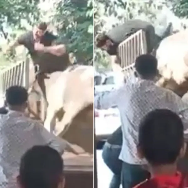 Boğa Kasabı Boynuzladı! Şanlıurfa'da Kan Donduran Anlar