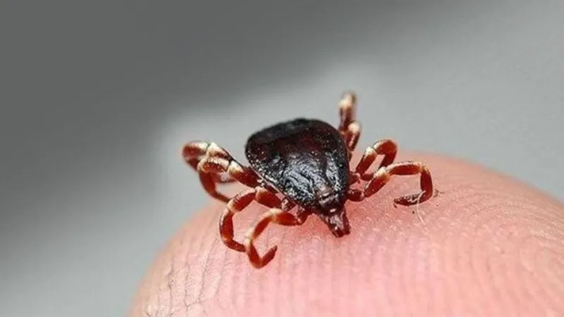 Sivas'ta KKKA Alarmı: Genç Hayat Kene Kurbanı!