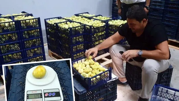 Üreticisinin yüzü güldü: Tanesini 20 liradan ihraç ediyorlar