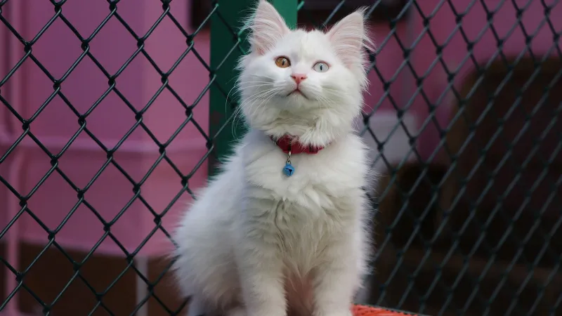 Van Kedi Villasında Yavru Sevinci! 55 Yeni Melek Doğdu