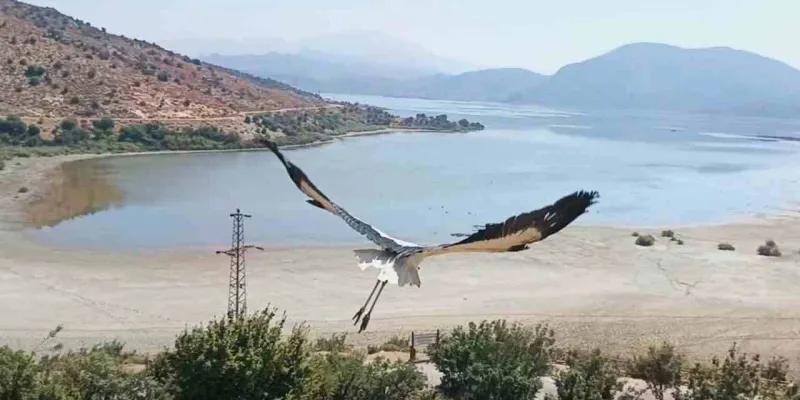 Kuşadası'nda Kurtarılan Kibar Leylek Afrika'ya Uçuyor!